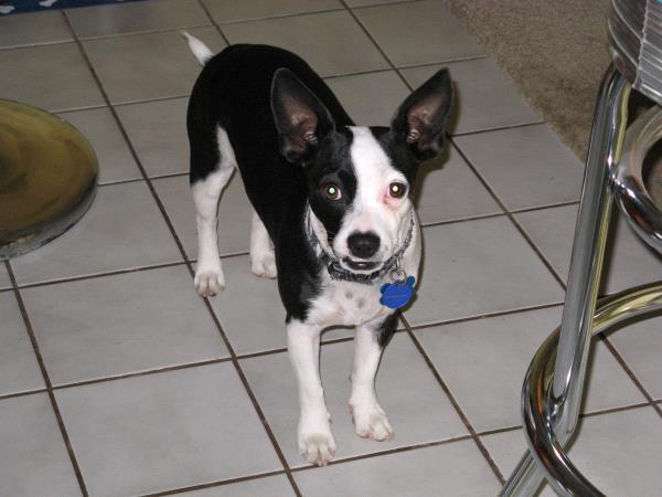 /Images/uploads/Friends of Seal Beach Animal Care Center/2025sbacc/entries/32314thumb.jpg